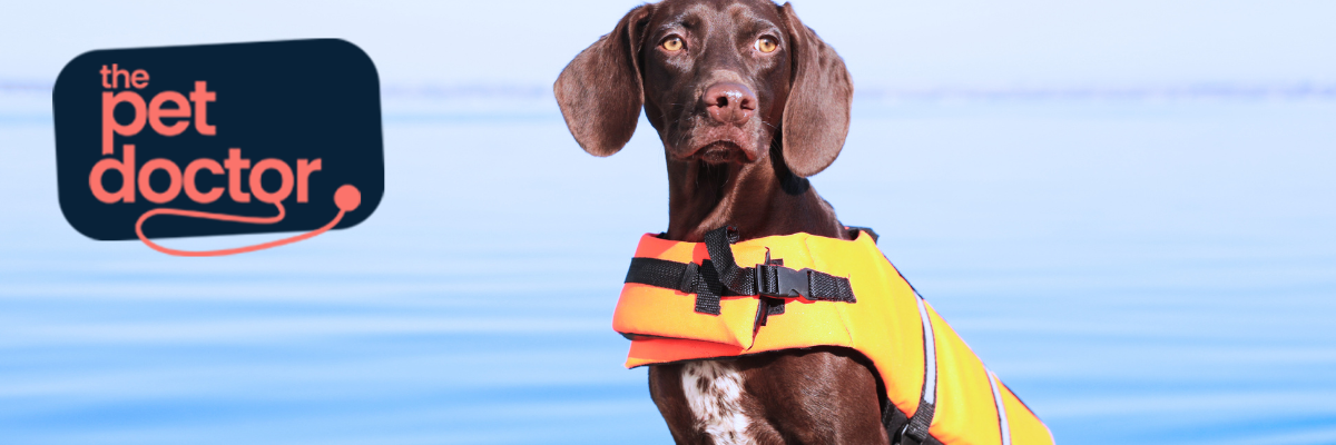 Faire nager votre chien