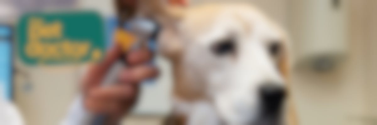 Hoe kan ik een oorontsteking bij mijn hond voorkomen?