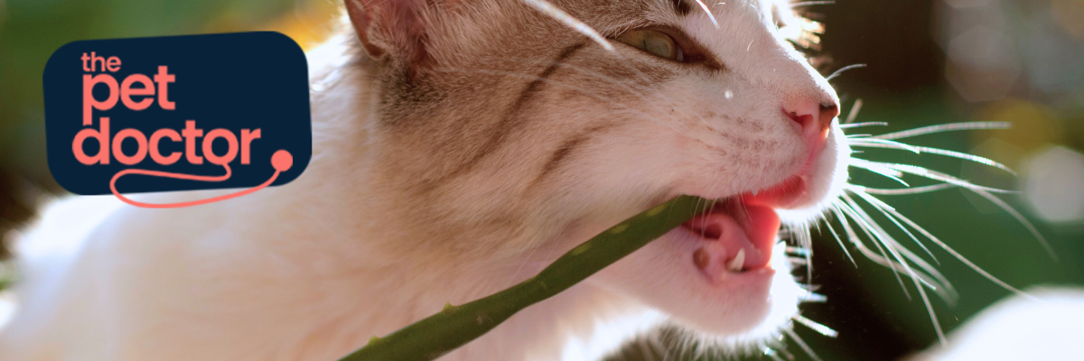 Plantes sûres pour votre chat
