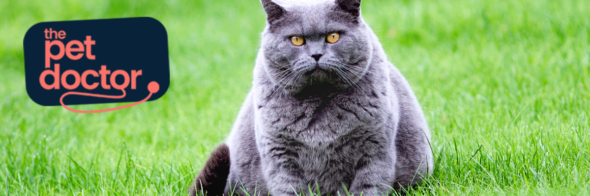 Gérer l'excès de poids de votre chat