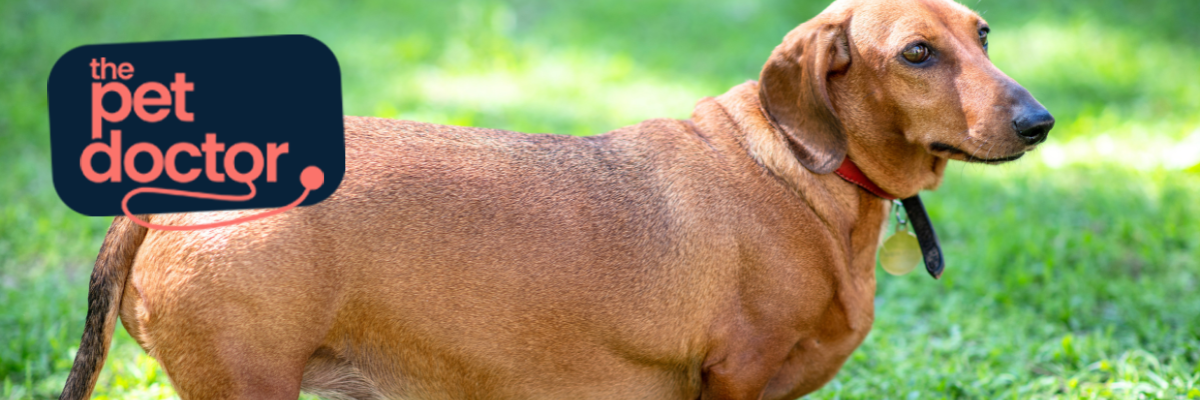 Gérer l'excès de poids de votre chien