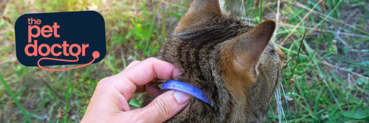 Comment protéger mon chat contre les puces ?