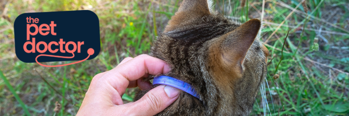 Mon chat a des vers malgré le vermifuge : que faire ?