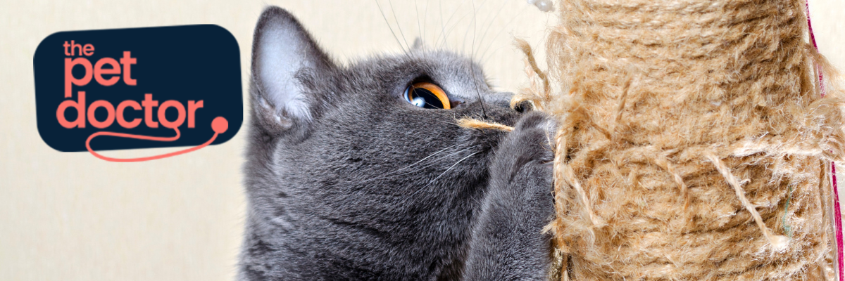 Répulsif chat : notre sélection anti-marquage et anti-griffures