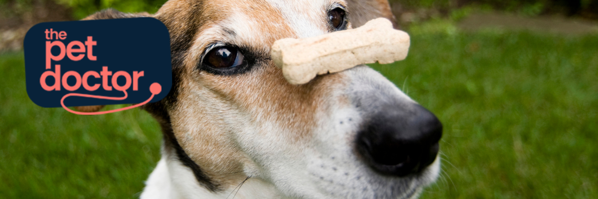 Snack d'été chien