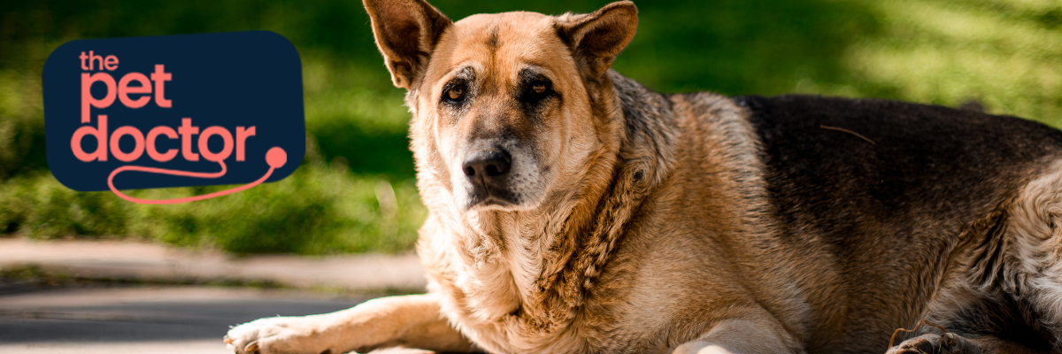 Conseils Chien - Retrouvez tous nos conseils vétérinaires pour le bien être  de votre chien