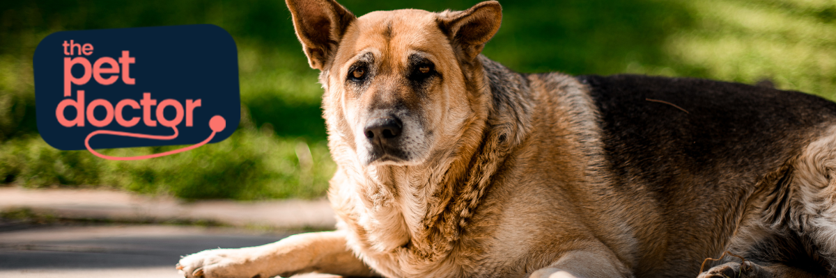 Déménager avec votre chien : ce qu'il faut savoir