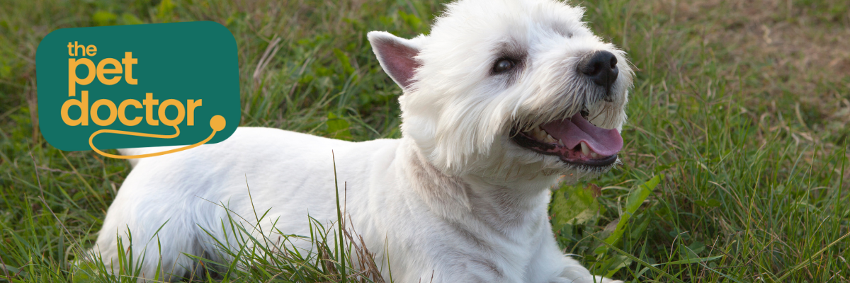Waarom zou je je hond supplementen geven?