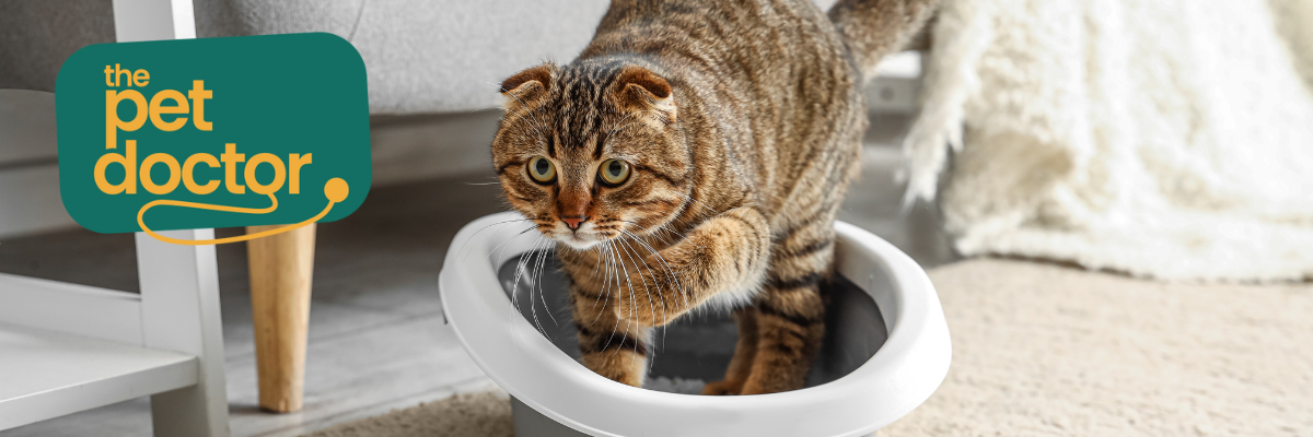 Mijn kat plast overal kleine hoeveelheden, moet ik me zorgen maken?