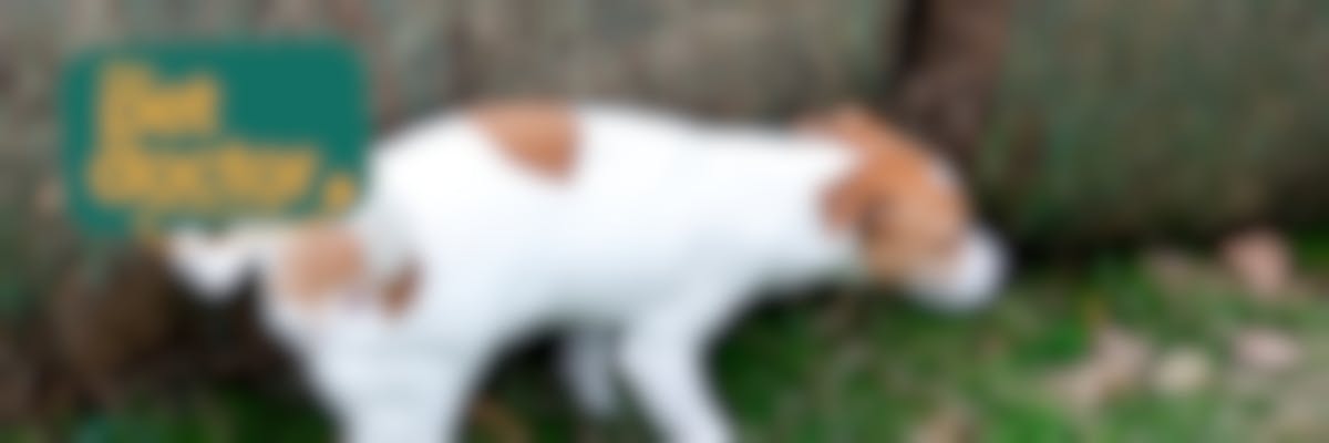 Mijn hond heeft moeite met plassen, wat kan de oorzaak zijn?