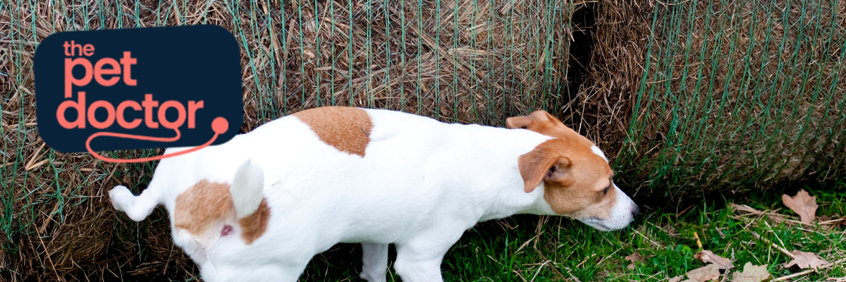 Mon chien montre des difficultés à uriner, est ce inquiétant ?