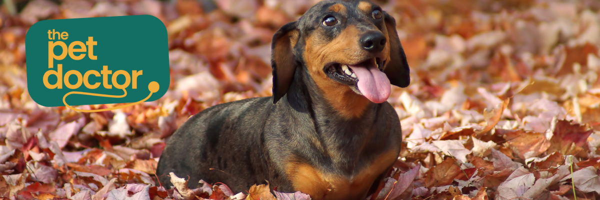 Hoe voorzie ik een warm plekje voor mijn hond in de winter?