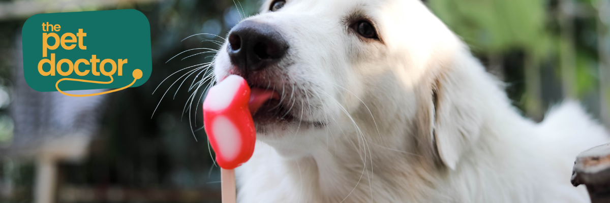 Zomersnack hond