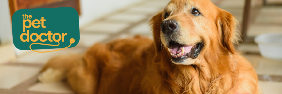 Hoe gewrichten van mijn hond beschermen?