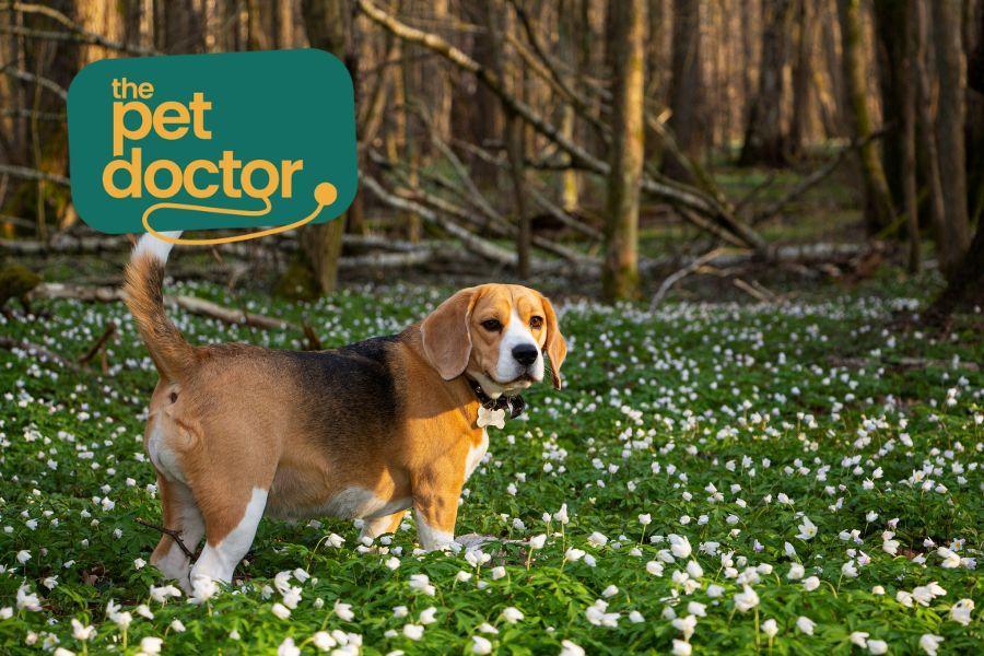 Moet ik mijn hond met overgewicht iets geven voor zijn gewrichten?