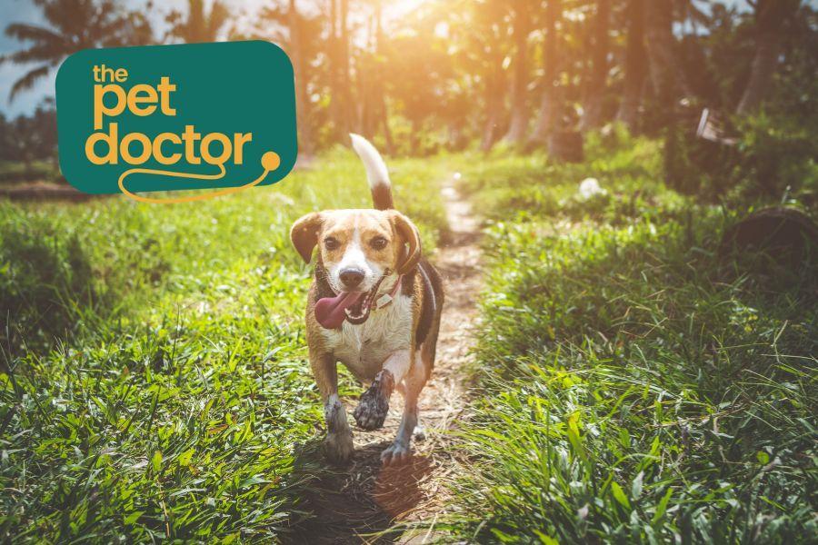 Hoe laat je je hond voldoende bewegen?
