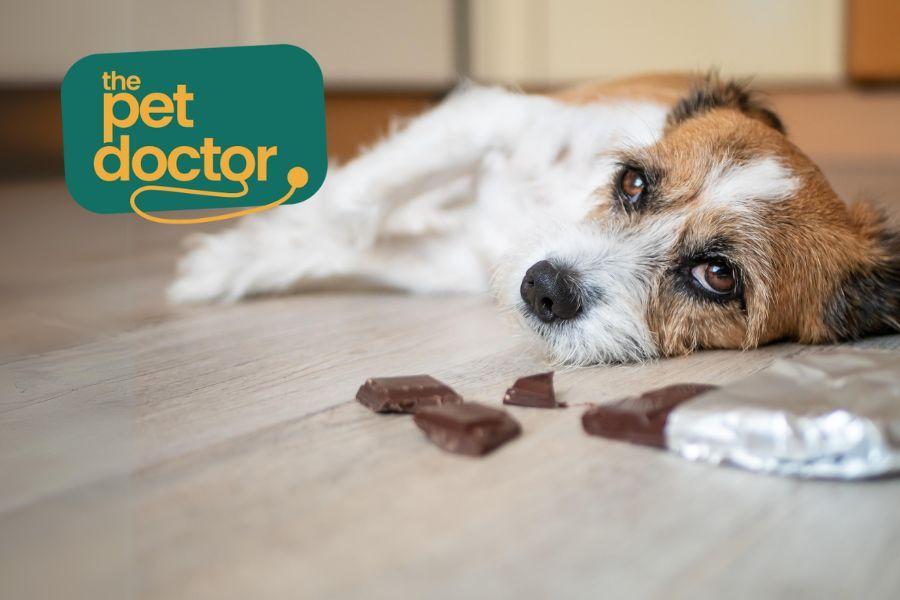 Mag ik mijn hond een chocolade paaseitje geven?