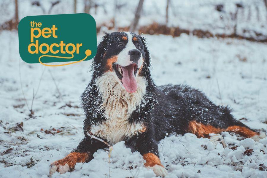 Pro- en prebiotica voor je hond, helpt dat echt bij spijsverteringsproblemen?