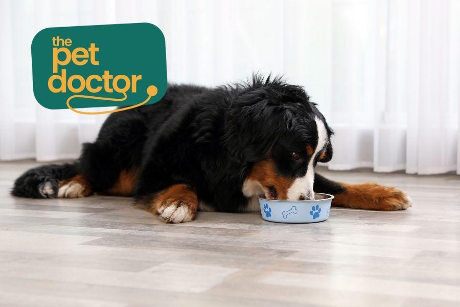 Mijn hond heeft een spijsverteringsprobleem, mag hij nog natvoer krijgen?