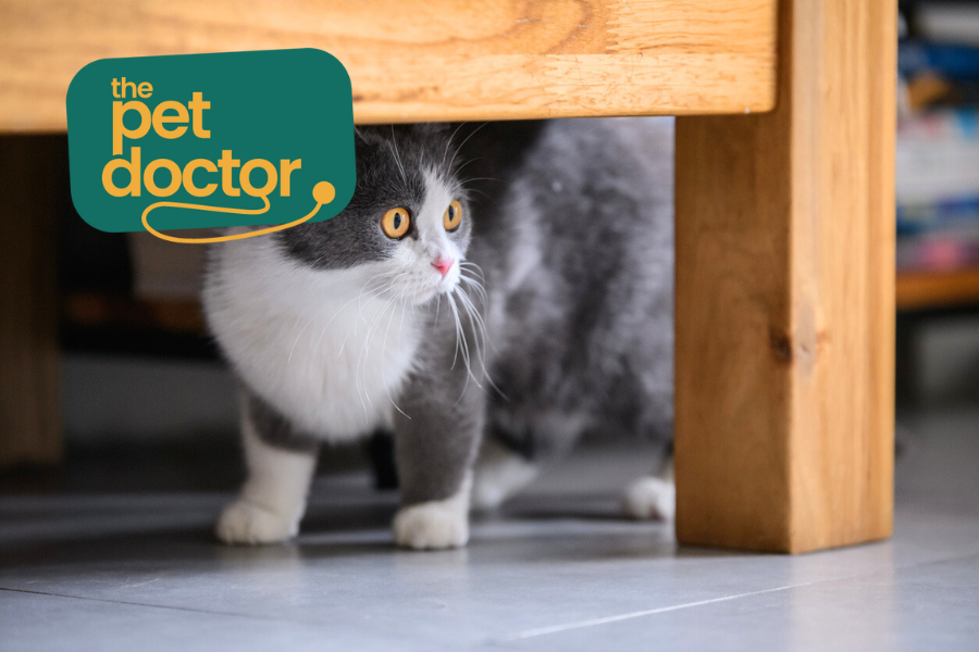 Supplementen voor je kat met artrose