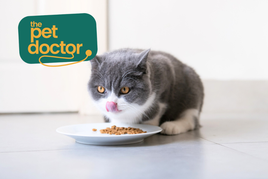 Natvoer bij spijsverteringsprobleem kat
