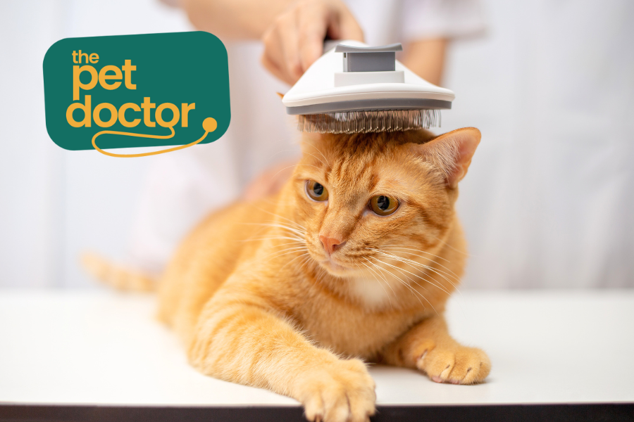 Heeft je kat een gevoelige huid? 3 tips voor pijnvrije vachtverzorging