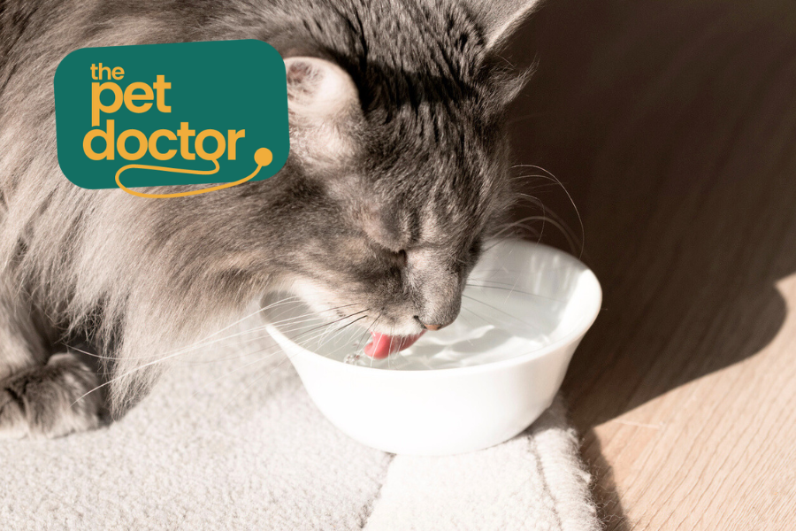 Help je kat meer water te drinken om blaasgruis te voorkomen