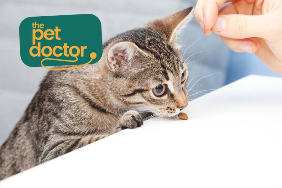 Gezonde snacks voor je kat na sterilisatie
