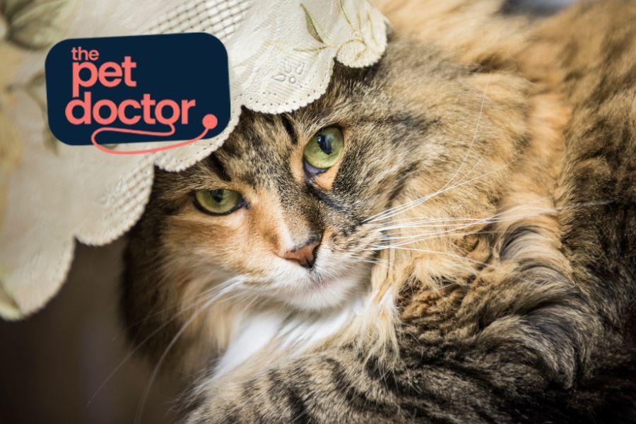 chat sans stress pendant les fetes