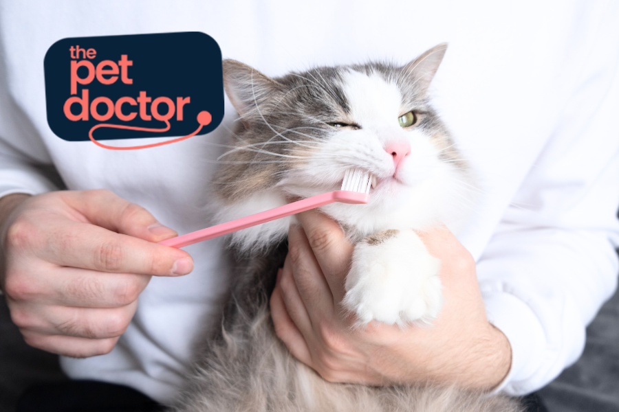 Brosser les dents de votre chat