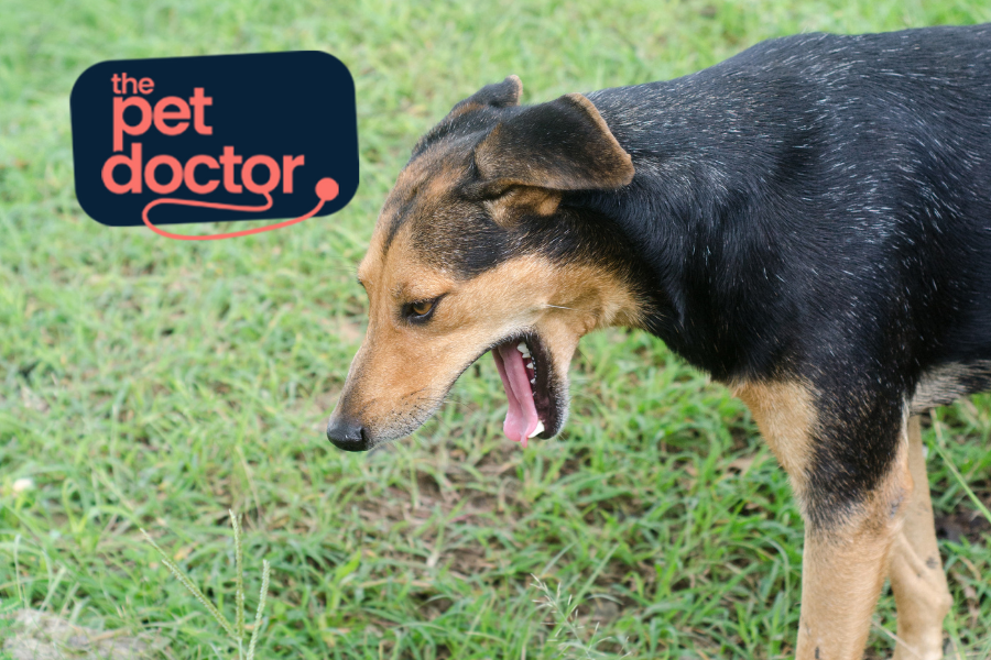 Mon chien vomit de plus en plus, dois-je m'inquiéter ?