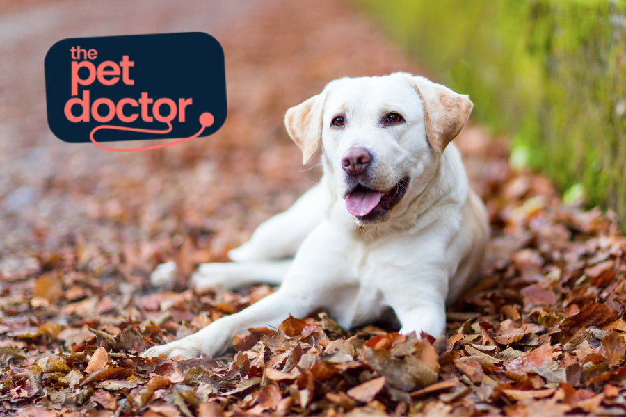 Mon chien présente des difficultés locomotrices : que puis-je faire ?
