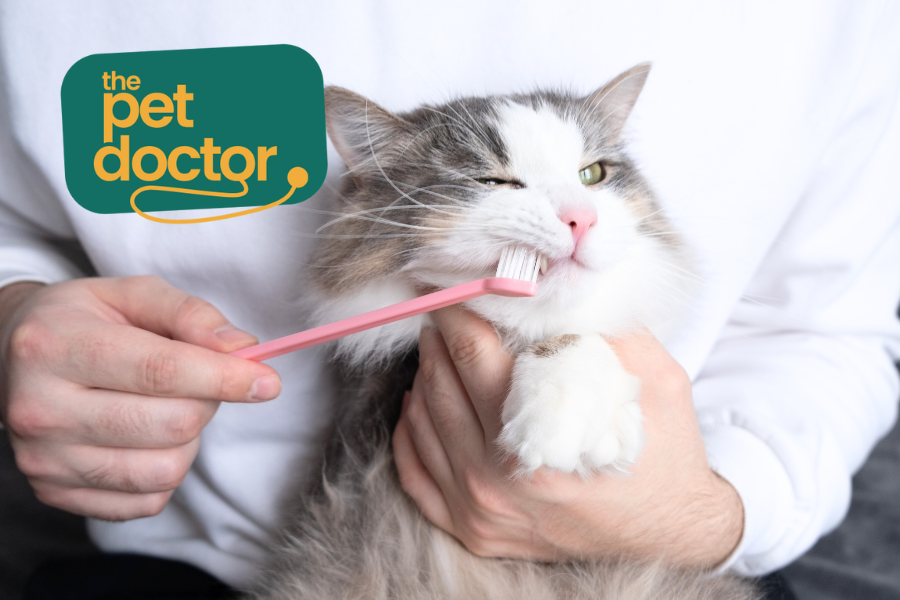 De tanden van je kat poetsen