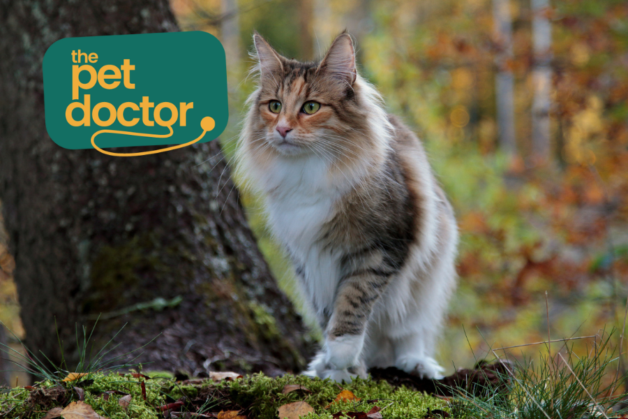 Kan ik mijn kat veilig op pad laten gaan als het koud is?