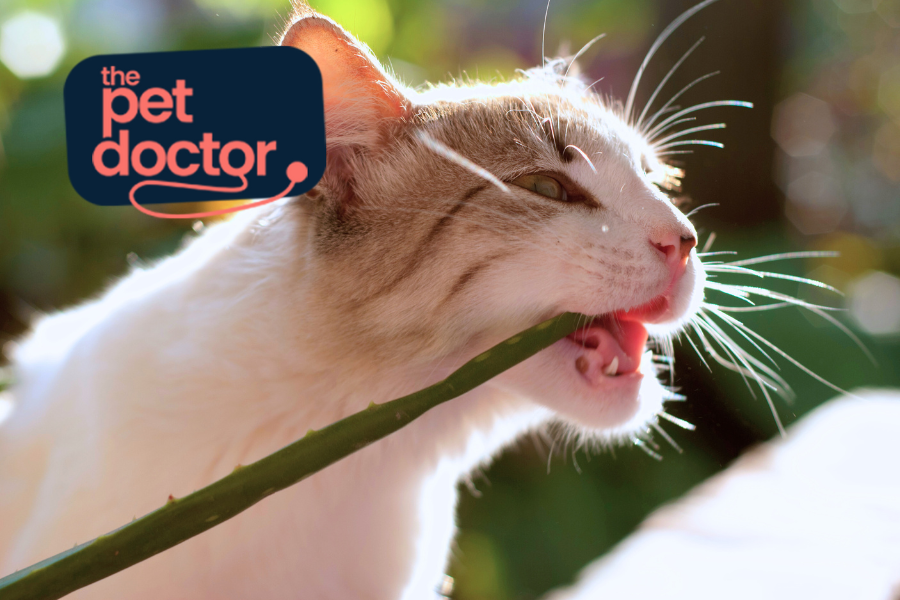 Mon chat mange les plantes de la maison : risques et conseils