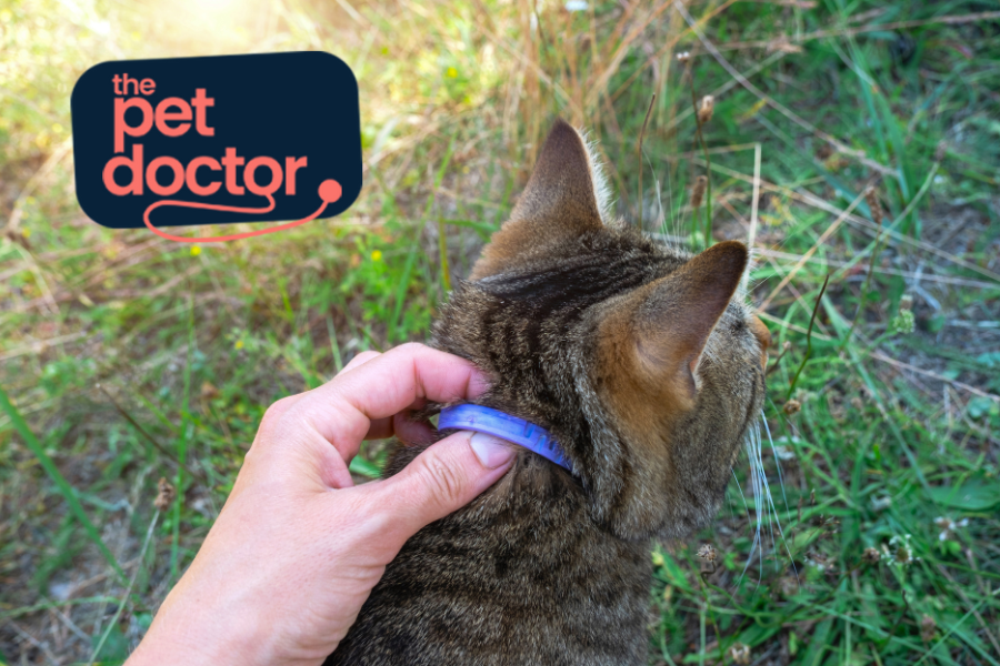 Comment protéger mon chat contre les puces ?