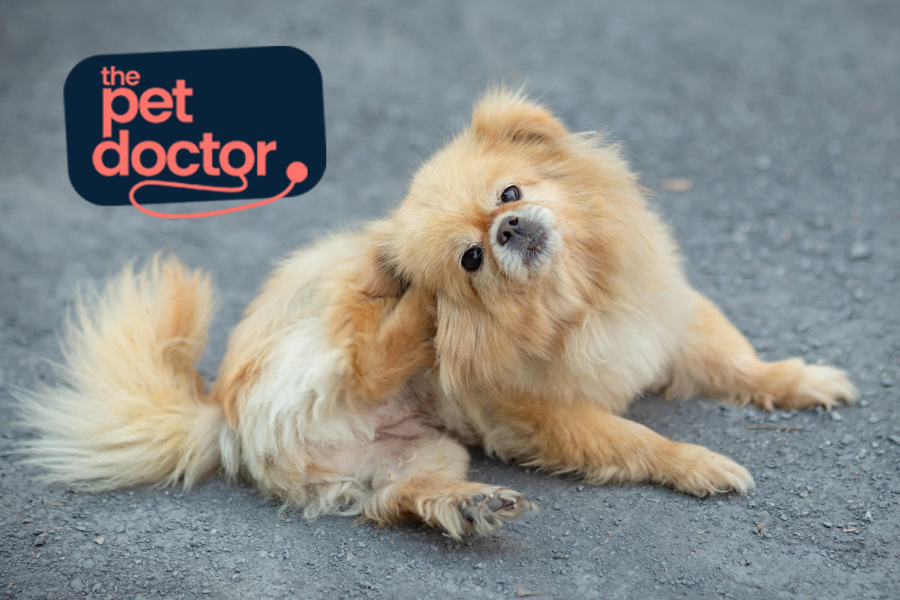 Comment protéger mon chien contre les puces ? 