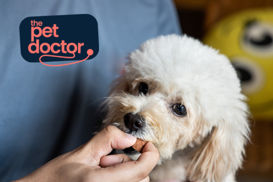 Mon chien a des vers, que faire ?