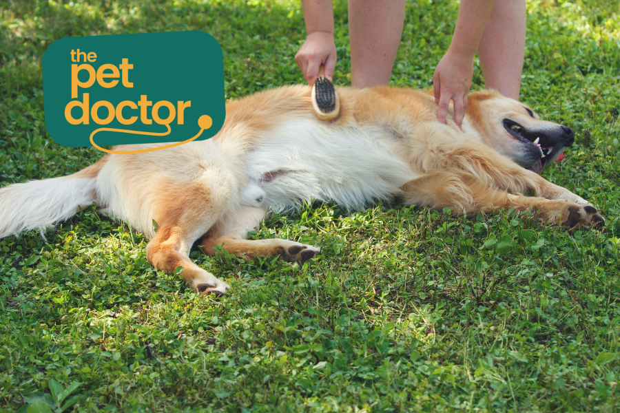 Verharen in de zomer: hoe hou je de vacht van je hond gezond?