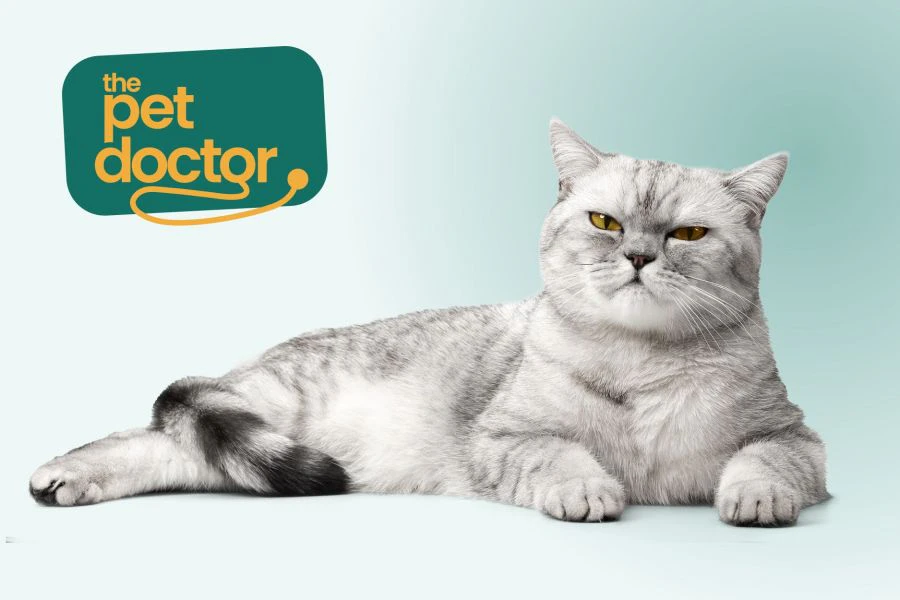 Un chat qui a l&rsquo;air f&acirc;ch&eacute;