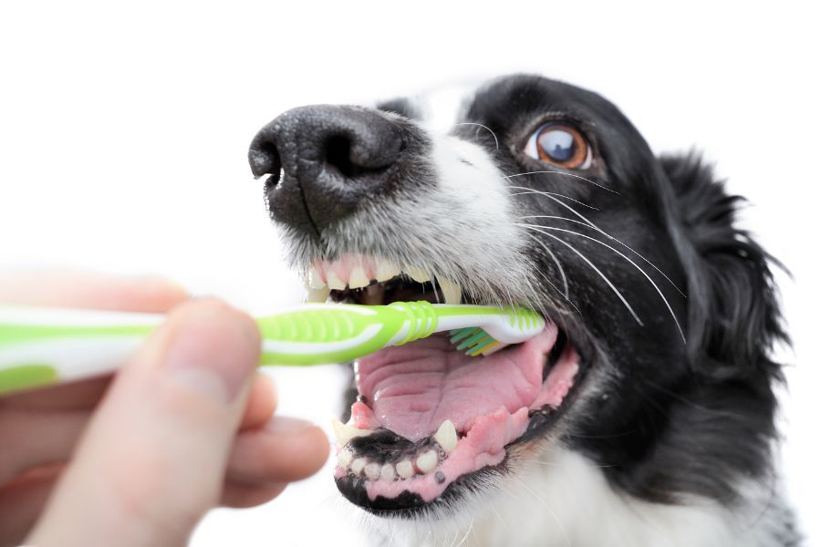 Hond tandenborstel
