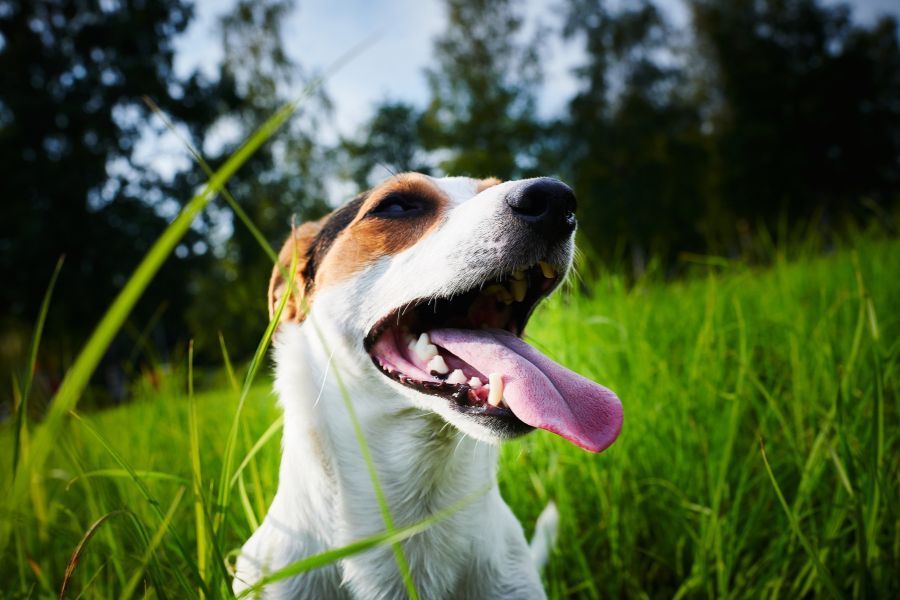 hond adem