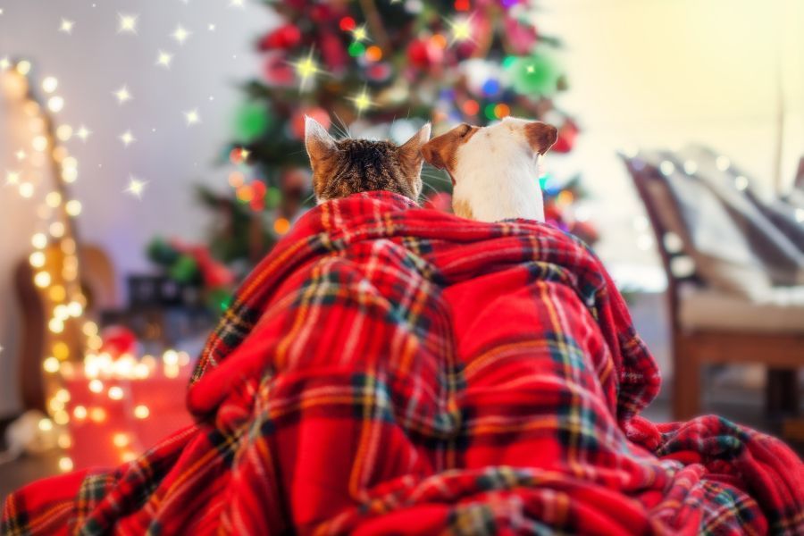 Kat en hond genieten van een gezellige feestavond