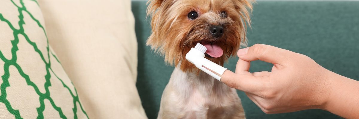 tandenpoetsen puppy