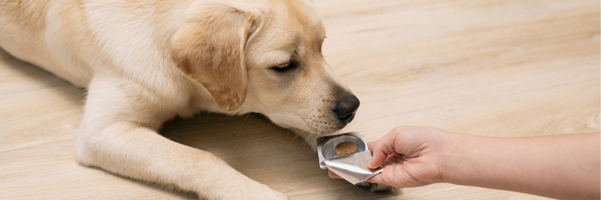 Je puppy ontwormen