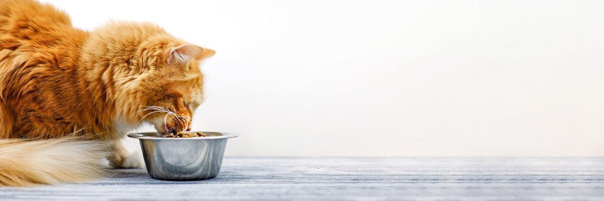 Alimentation de votre chaton : les premiers pas - Santévet