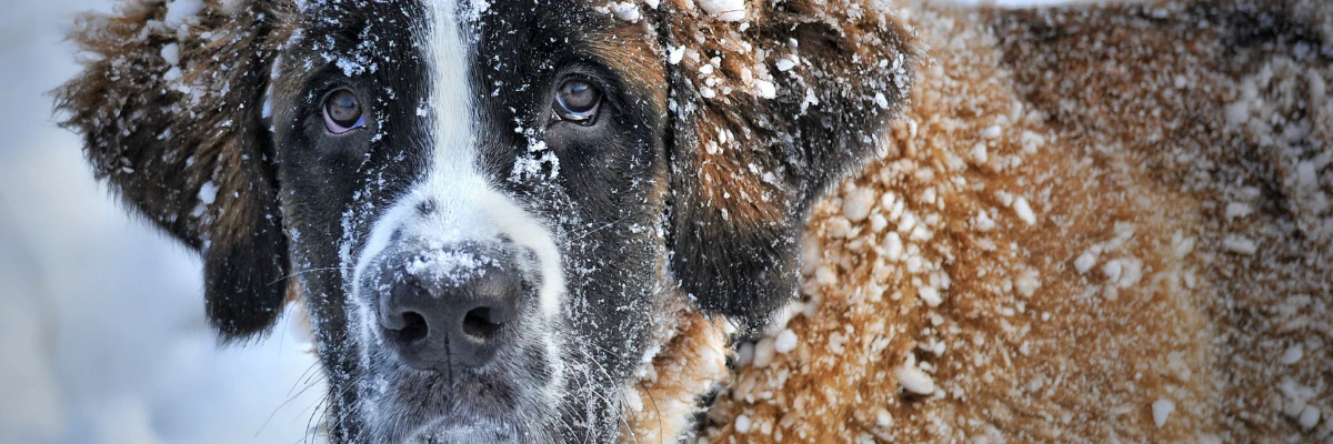 Schilfers of roos bij de hond, wat te doen | Pharmapets