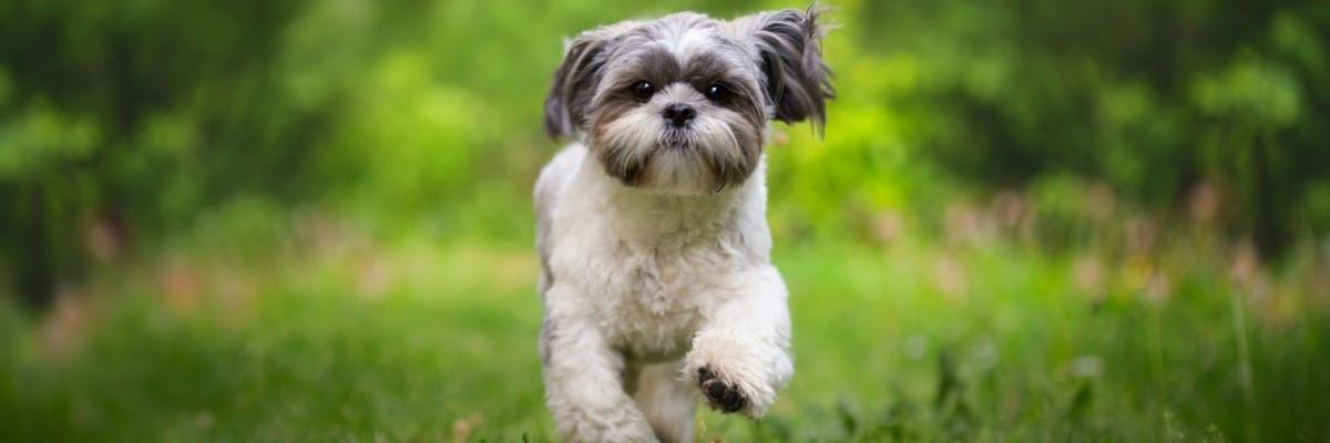 Shih Tzu aan het lopen in een bos