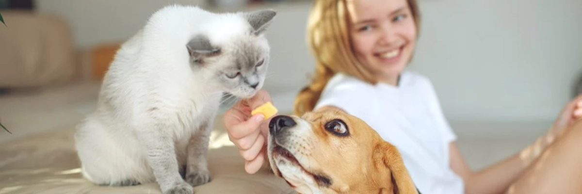 Snacks voor honden en katten