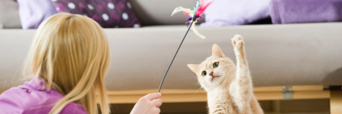 Spelen met mijn kat: de spe(e)lregels